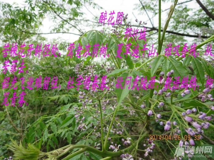 Ƭ 003.jpg